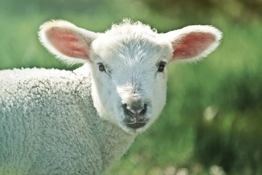 Allies Unsure Whether To Classify Sheep Seized From ISIS As Looted Property Or Freed Sex Slaves
