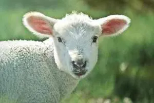 lamb