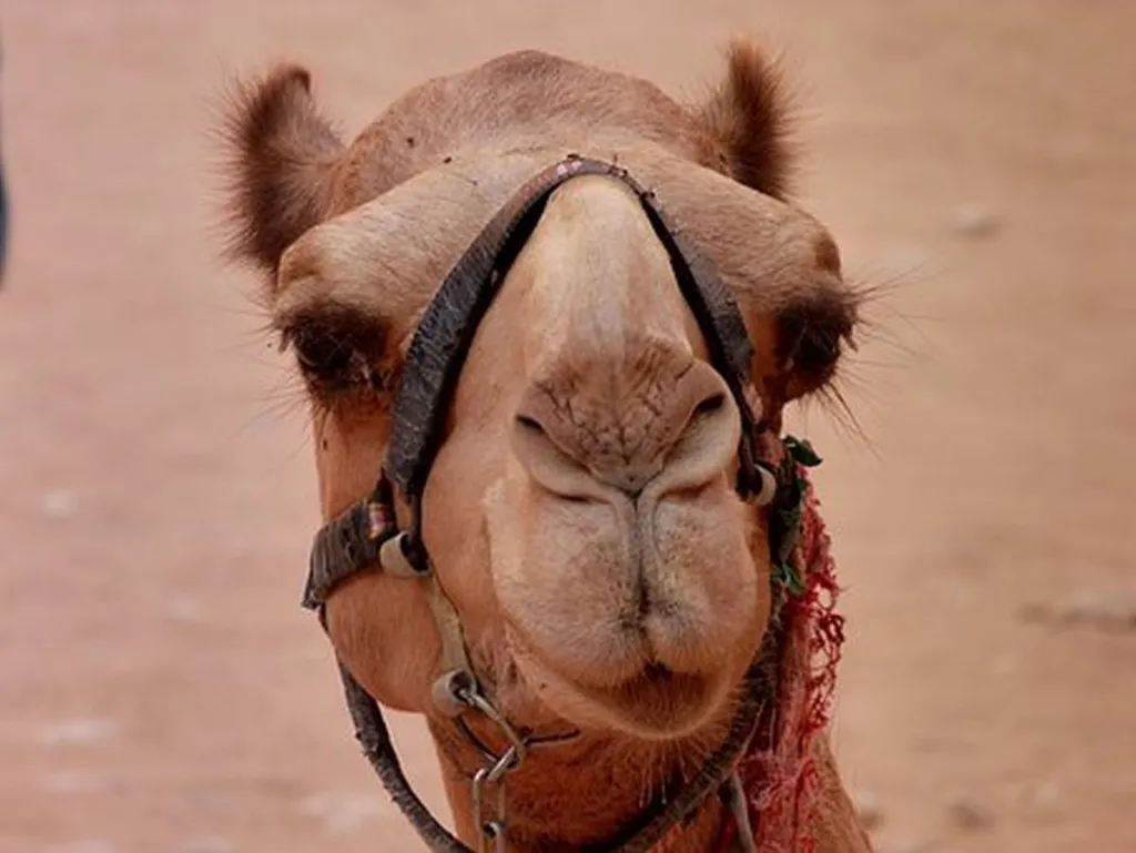 Arab Govt’s Cite Backwardness, Incompetence As Proof Jews Don’t Control Them