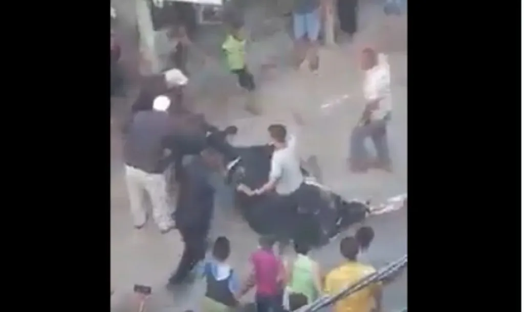Muslim Scholars Explain Only Infidel Animals Abused Before/During Slaughter