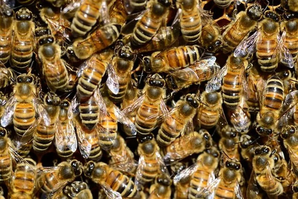 MK: Zionists Enslave Millions Of Bees To Make Rosh Hashanah Honey