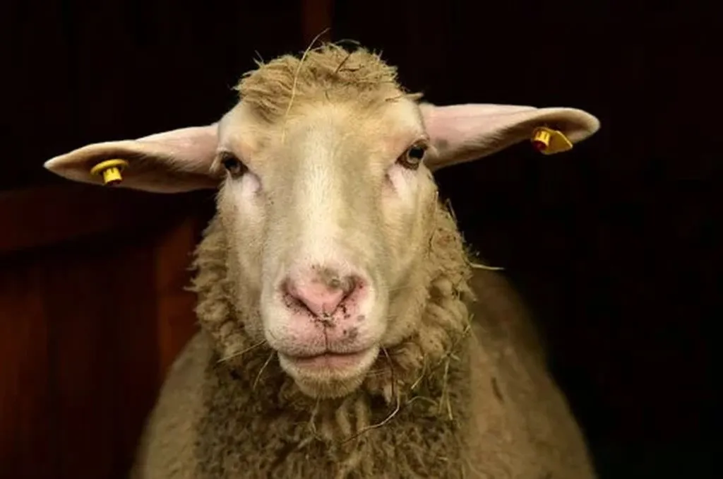 Bethlehem Mohel Appalled At Sanitary Conditions Of Baby’s Manger