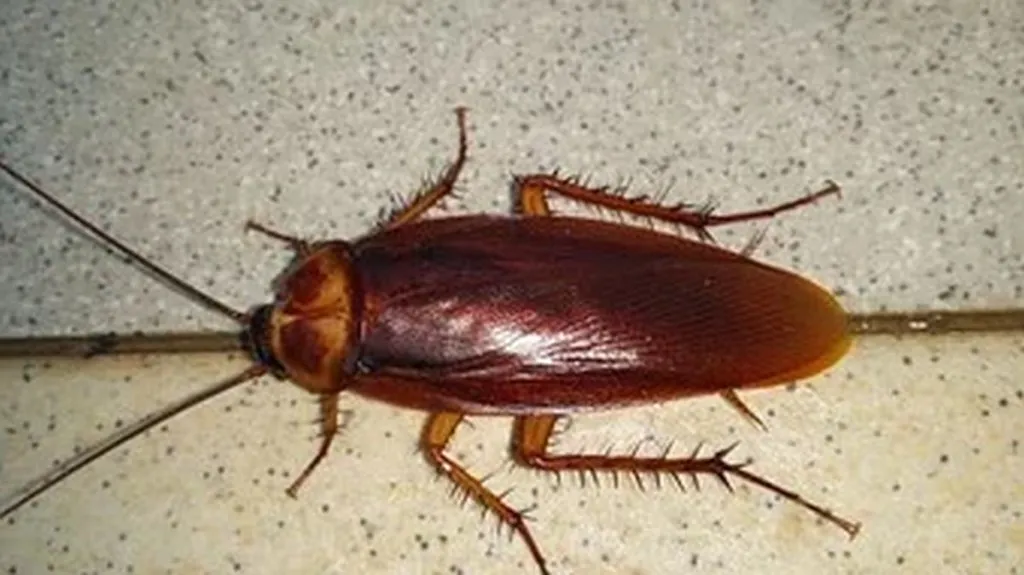 Success Of Pallywood Fraud Makes Man Think Getting Caught Putting Roach In Burger Won’t Undermine Claim