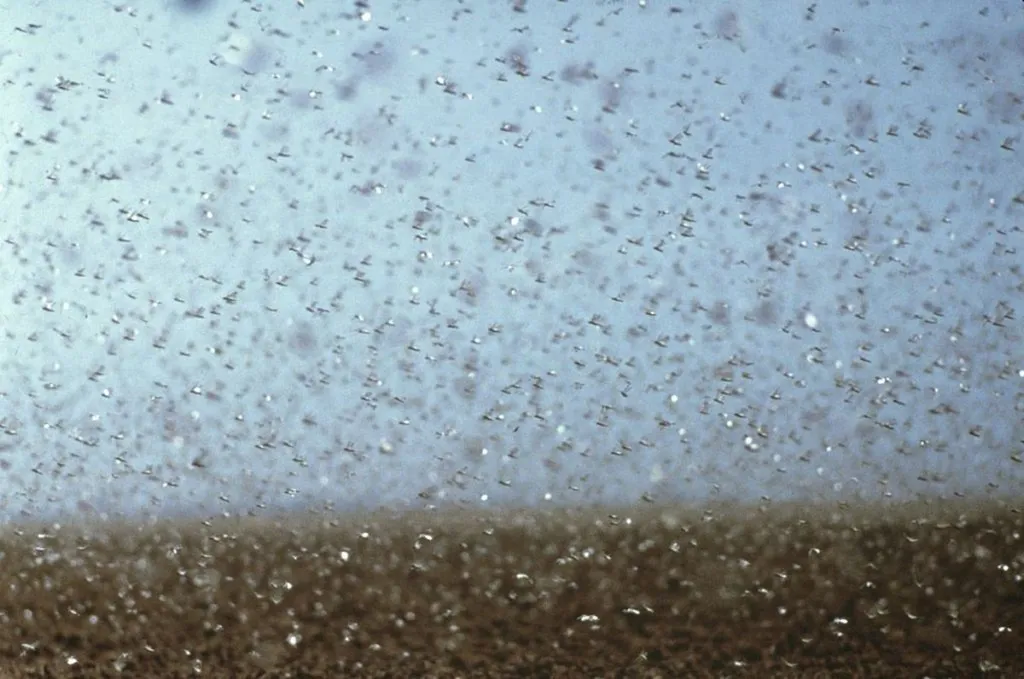 Locusts, Epidemic, Economic Collapse Not Enough Of A Hint To Iran
