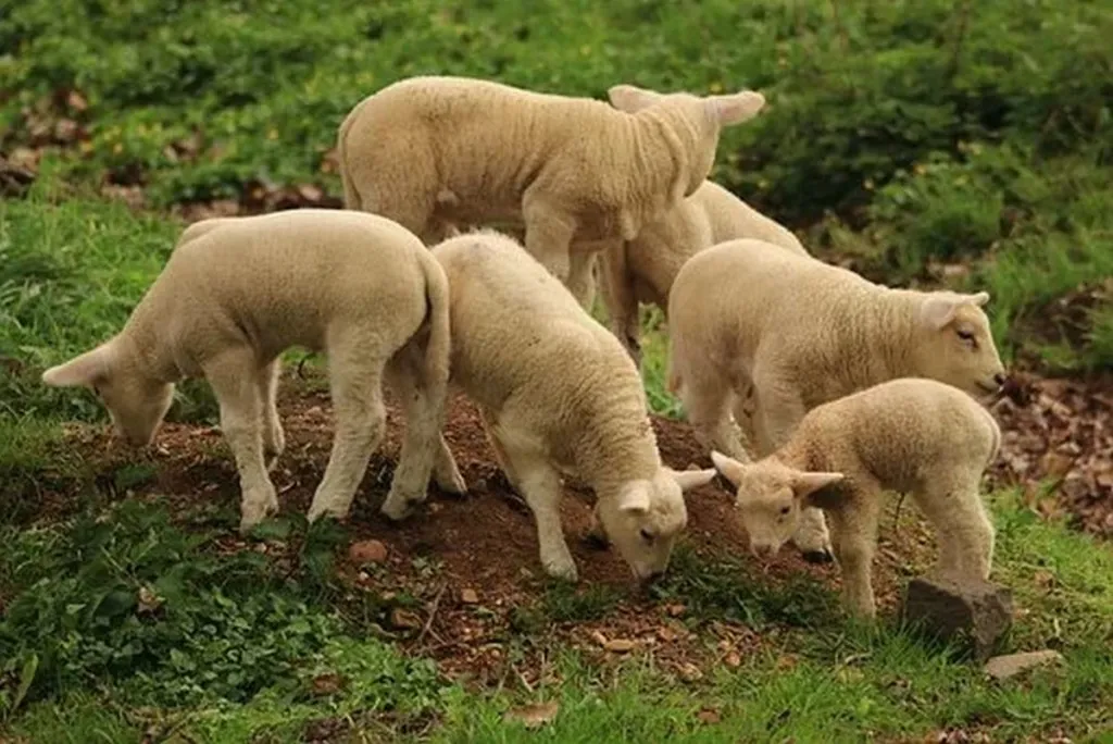 Pandemic Prompts Divine Thoughts Of Postponing Passover Till After Sukkot