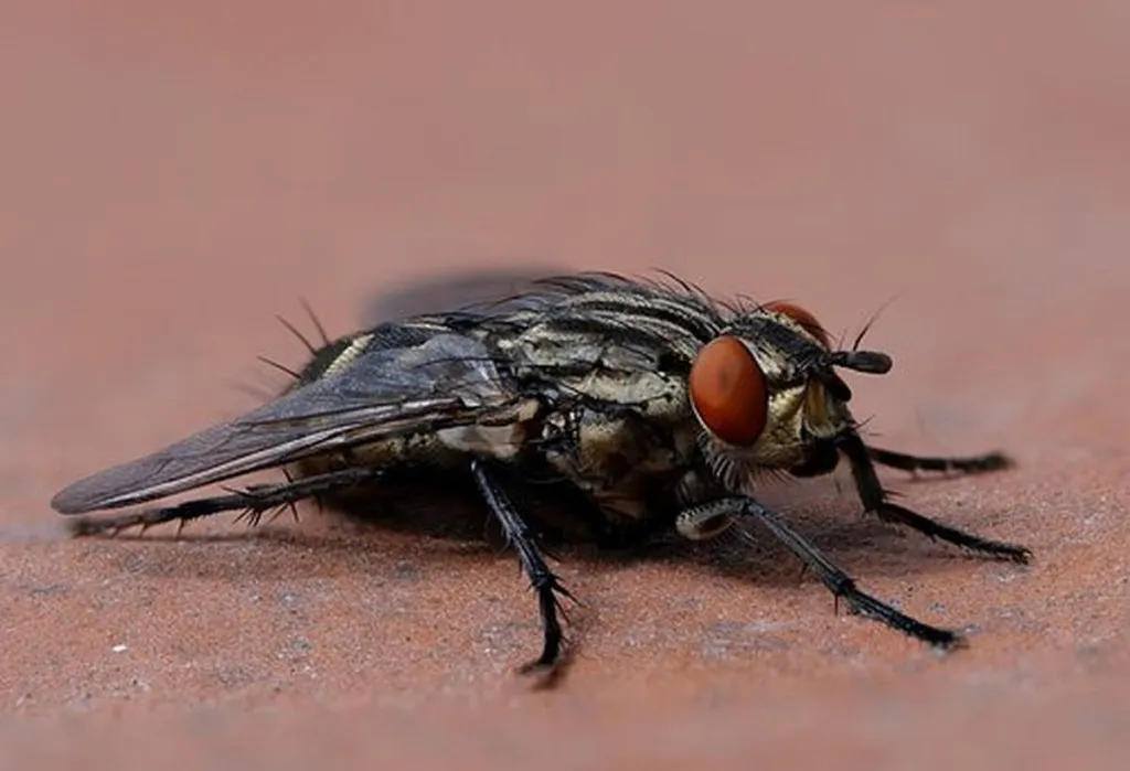 Isolation Diary Day 4: The Trapped Housefly And I Have Forged An Alliance