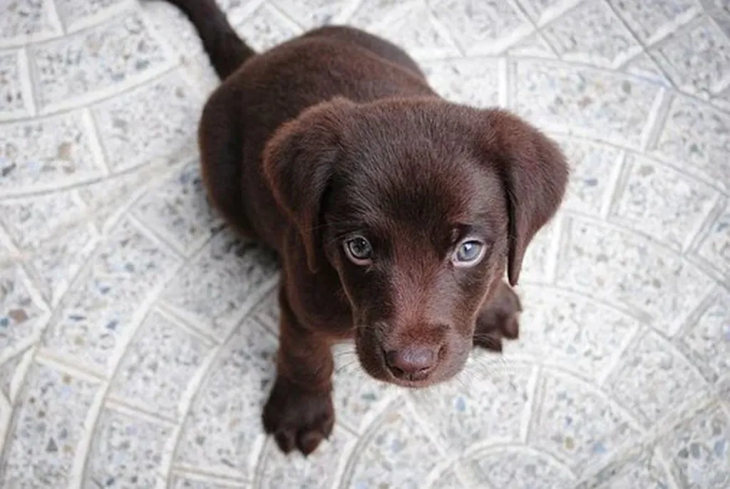 Israeli Man Buys Brown Dog, Doesn’t Name It ‘Shoko’