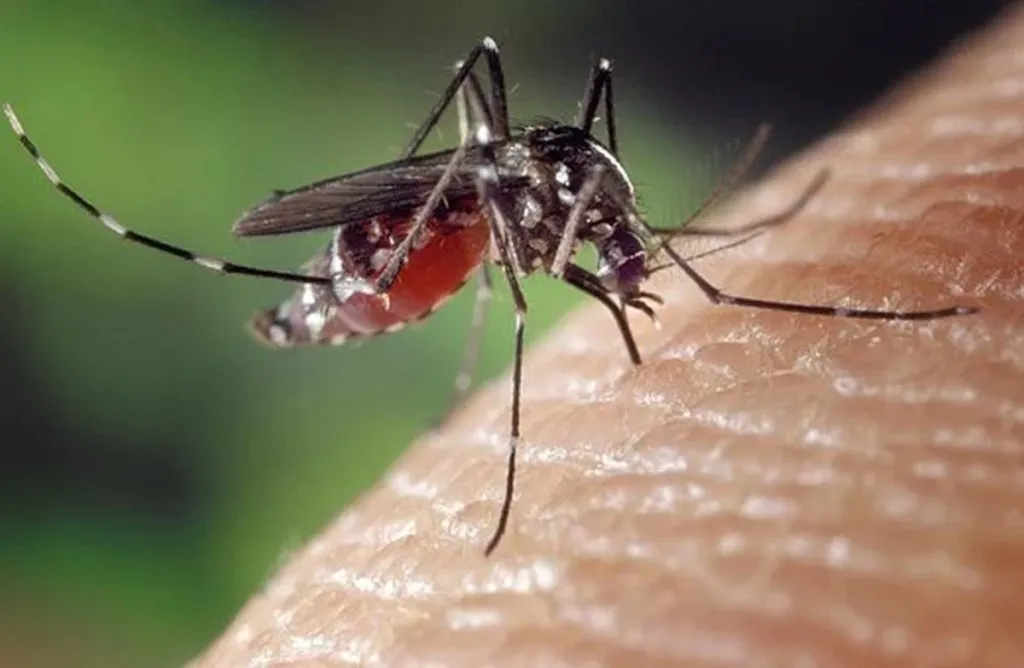 Lockdown: Mosquito Also Sick Of Your Family