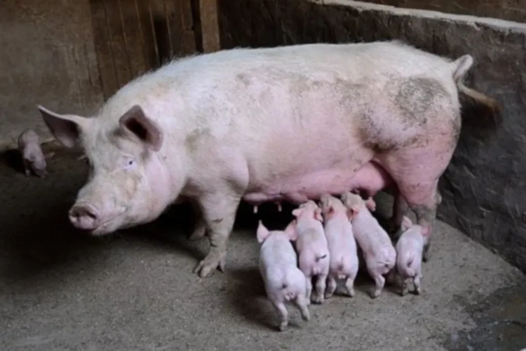 Eating Non-Kosher Animals Forbidden So They Can Spy On Goyim