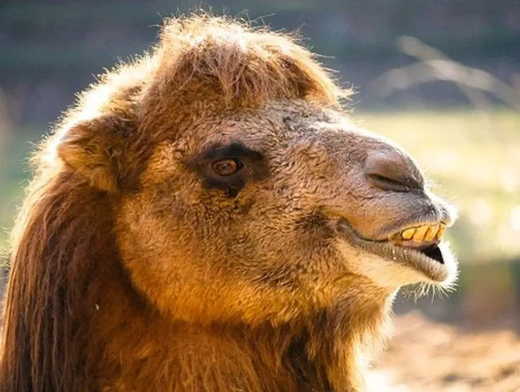 Hamas Giggling Over What Next Ridiculous Pretext For Violence The World Will Take At Face Value