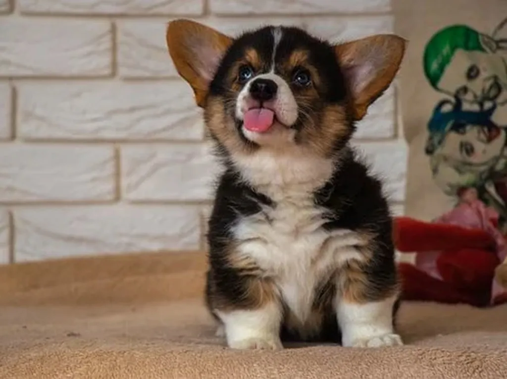 Boy Suspects Dog That Ate Homework A Mossad Agent