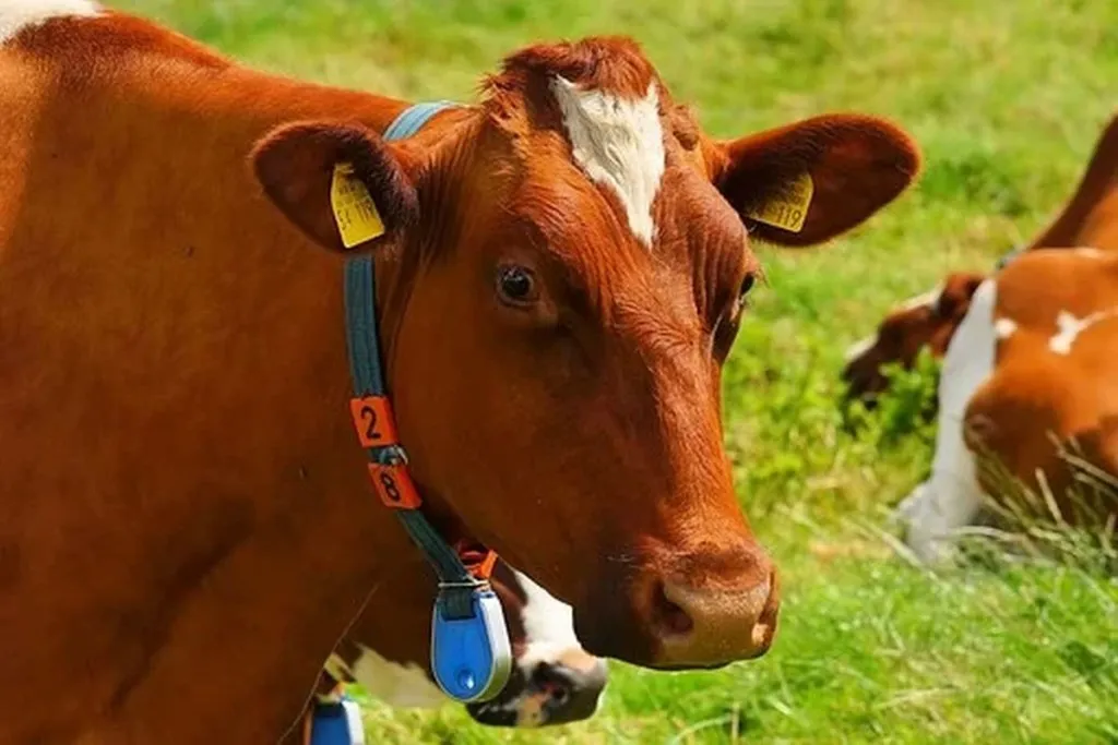 Consternation As Rabbinate Discovers Kashrut Cash Cow A T’reifah