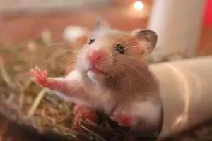 hamster