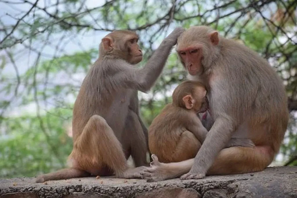 Investment Firms Compete For Best Stock-Picking Monkeys