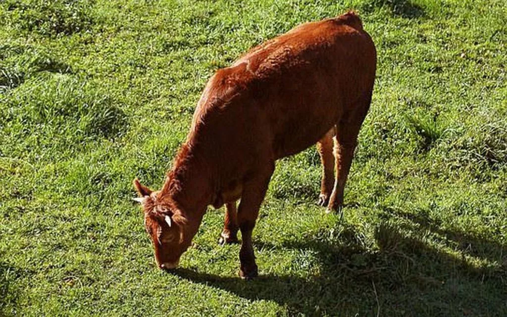 Frankenstein, Igor Bummed At Having To Get Sprinkled By Red Heifer Ash