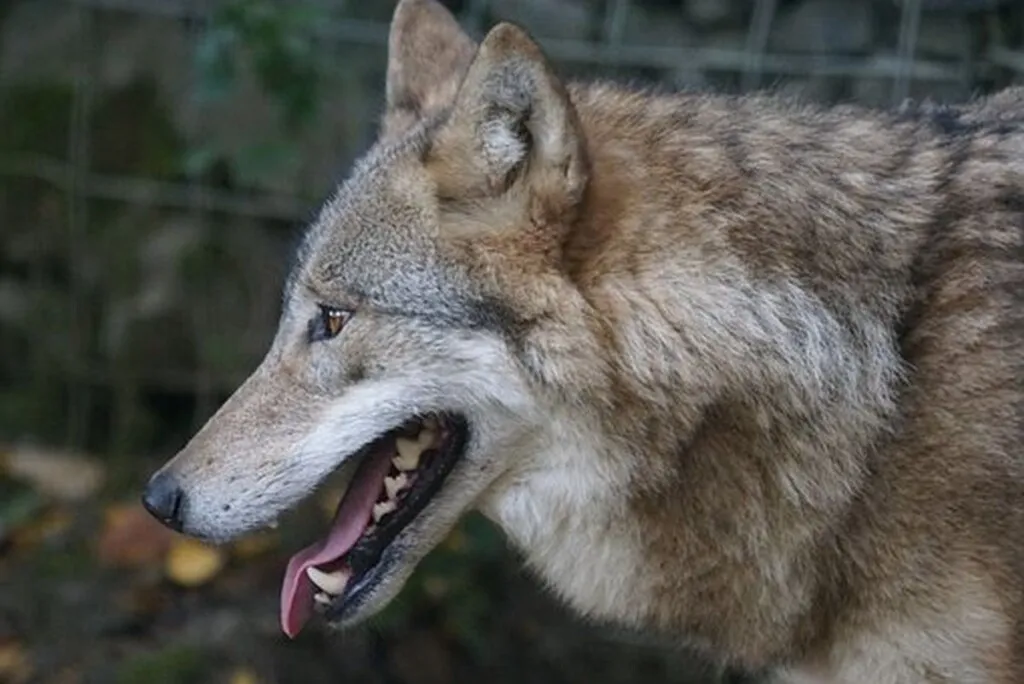 Boy Who Cried Wolf Joins Protesters Calling Ben-Gvir Nazi
