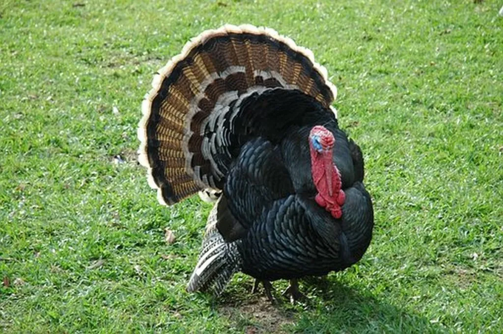 Rabbis: Presidential Pardon For Turkey Ineffective Unless Turkey Repents