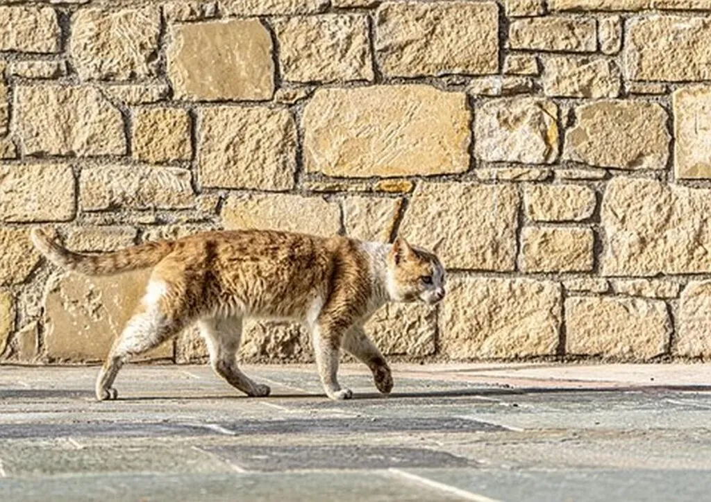 Cat Can’t Believe It Wasted Sixth Life On Trying To Cross Betzalel St.