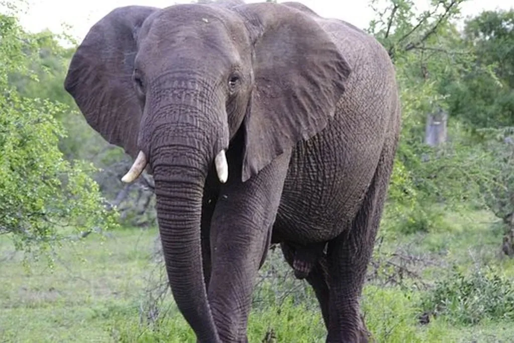 Elephant In Room’s Metaphor For Awkward Unspoken Truth Is ‘Muslim Antisemitism’