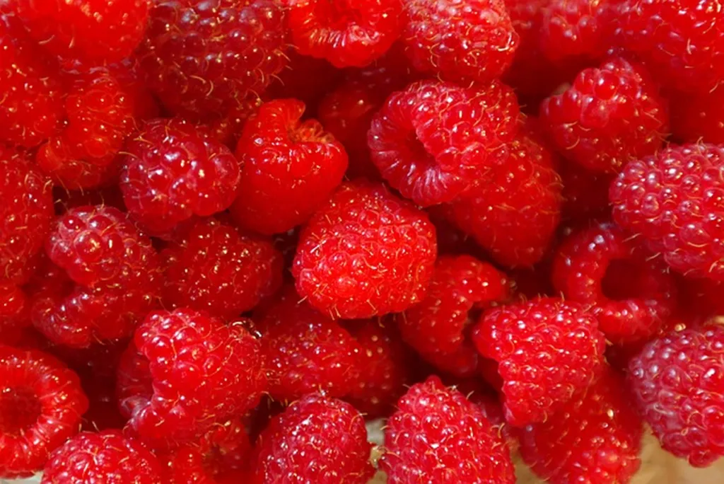Raspberries Pointedly Omitted From Biblical List Of Fruits Gracing Promised Land