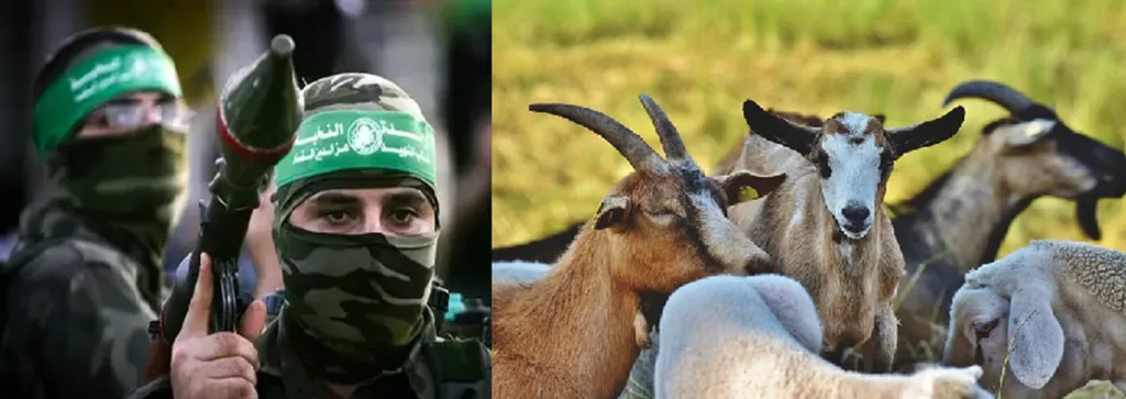 72 Virgins Never Specified ‘Human,’ And This Shaheed LOVES His Baaa-d Luck