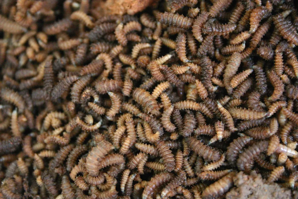Maggots Draw Straws Over Who Must Eat Hamas Corpse
