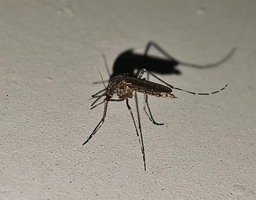 Late-Winter Mosquito Obviously A Mossad Mini-Drone