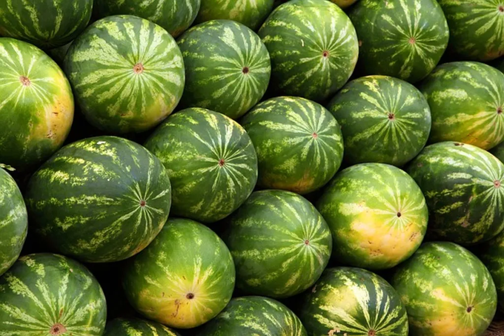 Gazans Panic As US Airdrops Watermelons