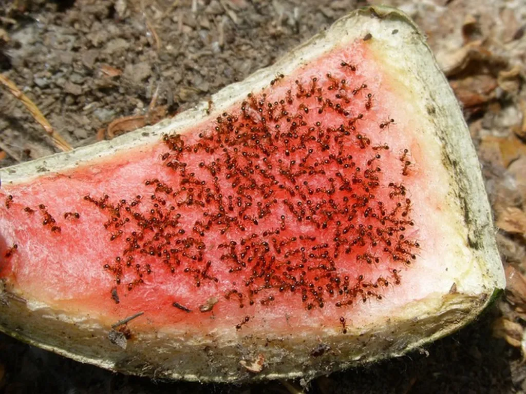 Ants Undeterred By Oven-Cleaner Rampage