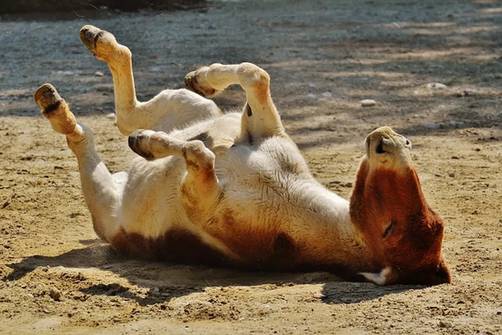 Hostage Deal Fails Again As Israel Nixes Sinwar Keeping Favorite Consort Donkey