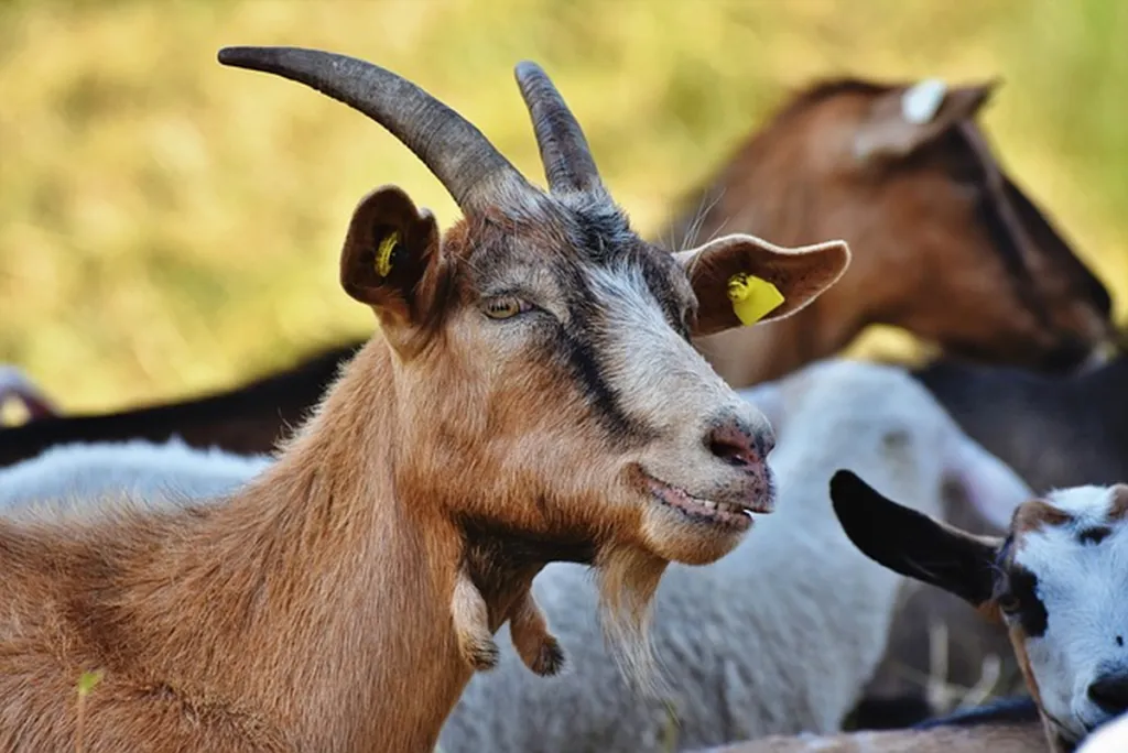 Fearing Israeli Strikes, Ayatollah Clears Space In Deep Bunker For Goat Porn Collection