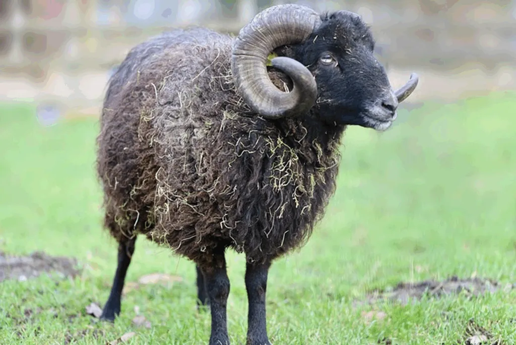 Environmental Impact Statement: Proposed Sacrifice Of Isaac On Mount Moriah