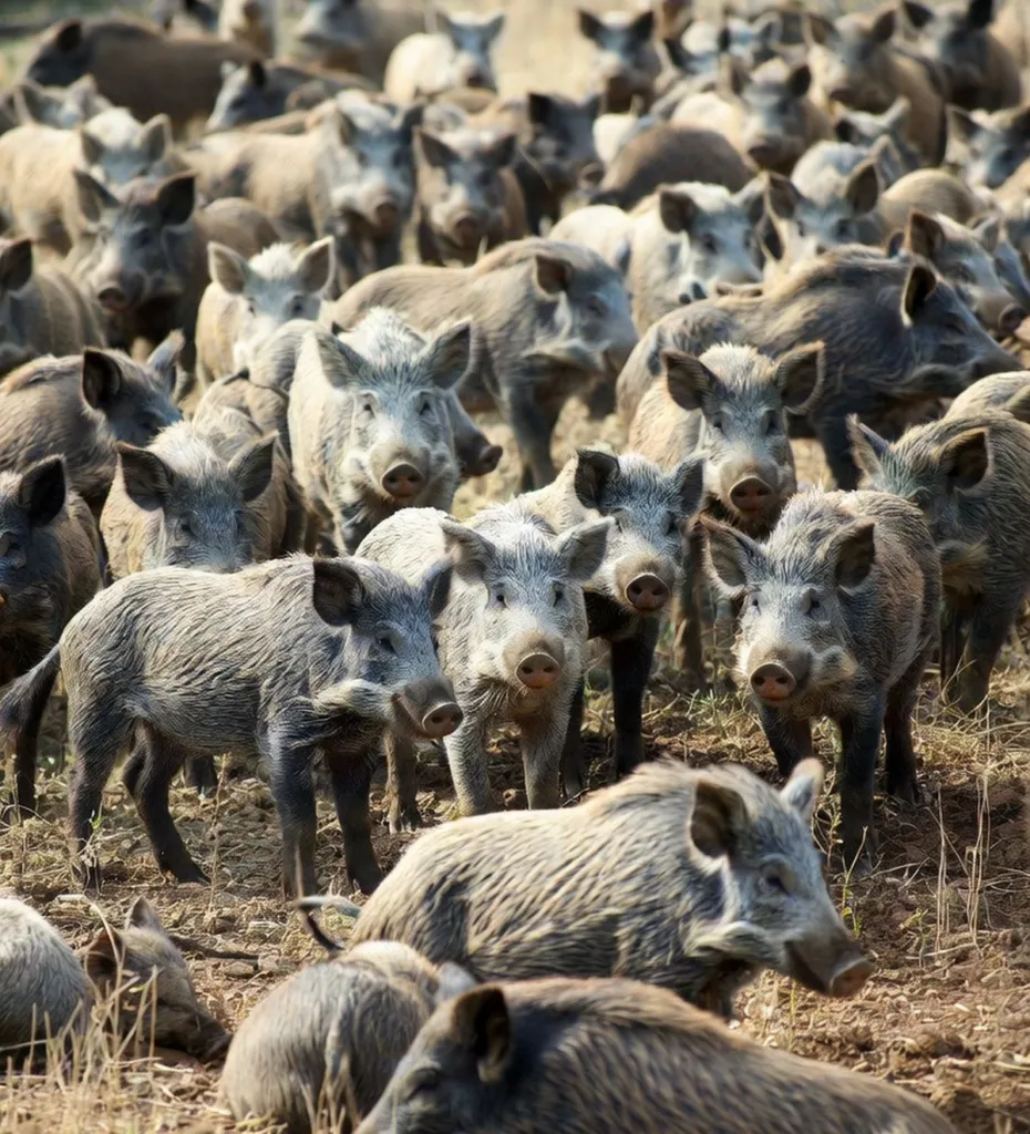 IRGC Struggles To Counter US Plan To Release 30-50 Feral Hogs