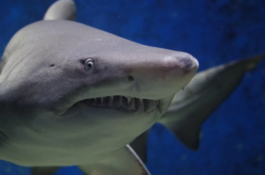 I’m A Mossad-Trained Shark. My Mission: Get Idiots To Believe Mossad Trains Sharks.