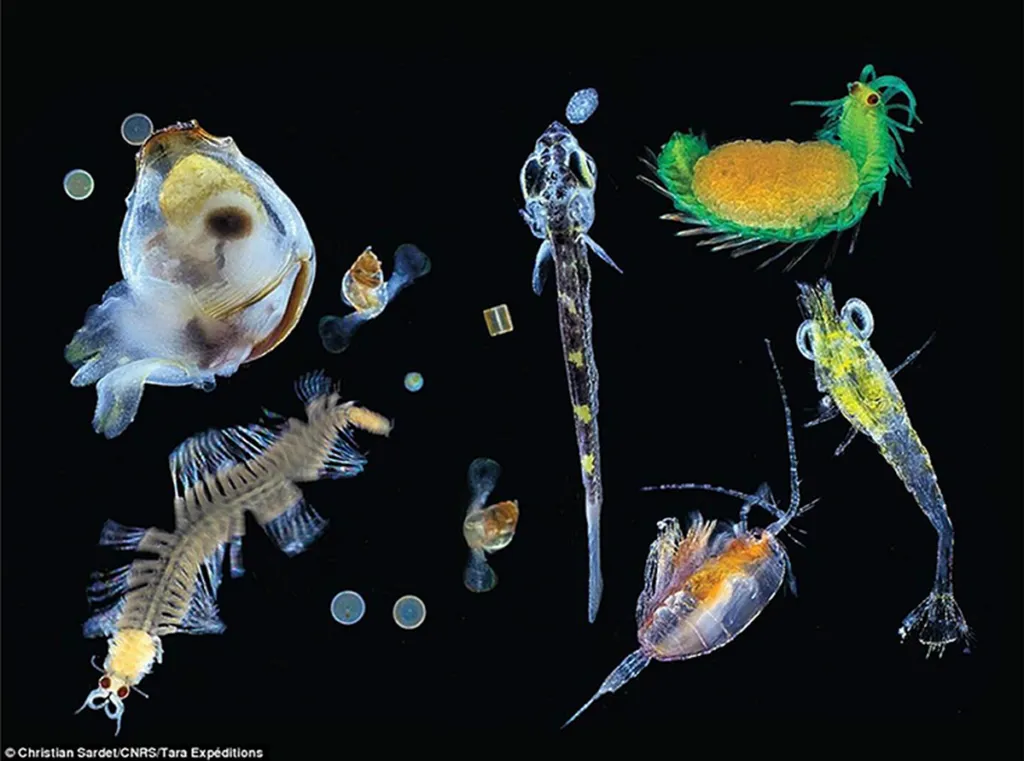 Plankton Prays It Decays Into Gas Under Israeli Waters, Not Failed State Lebanon