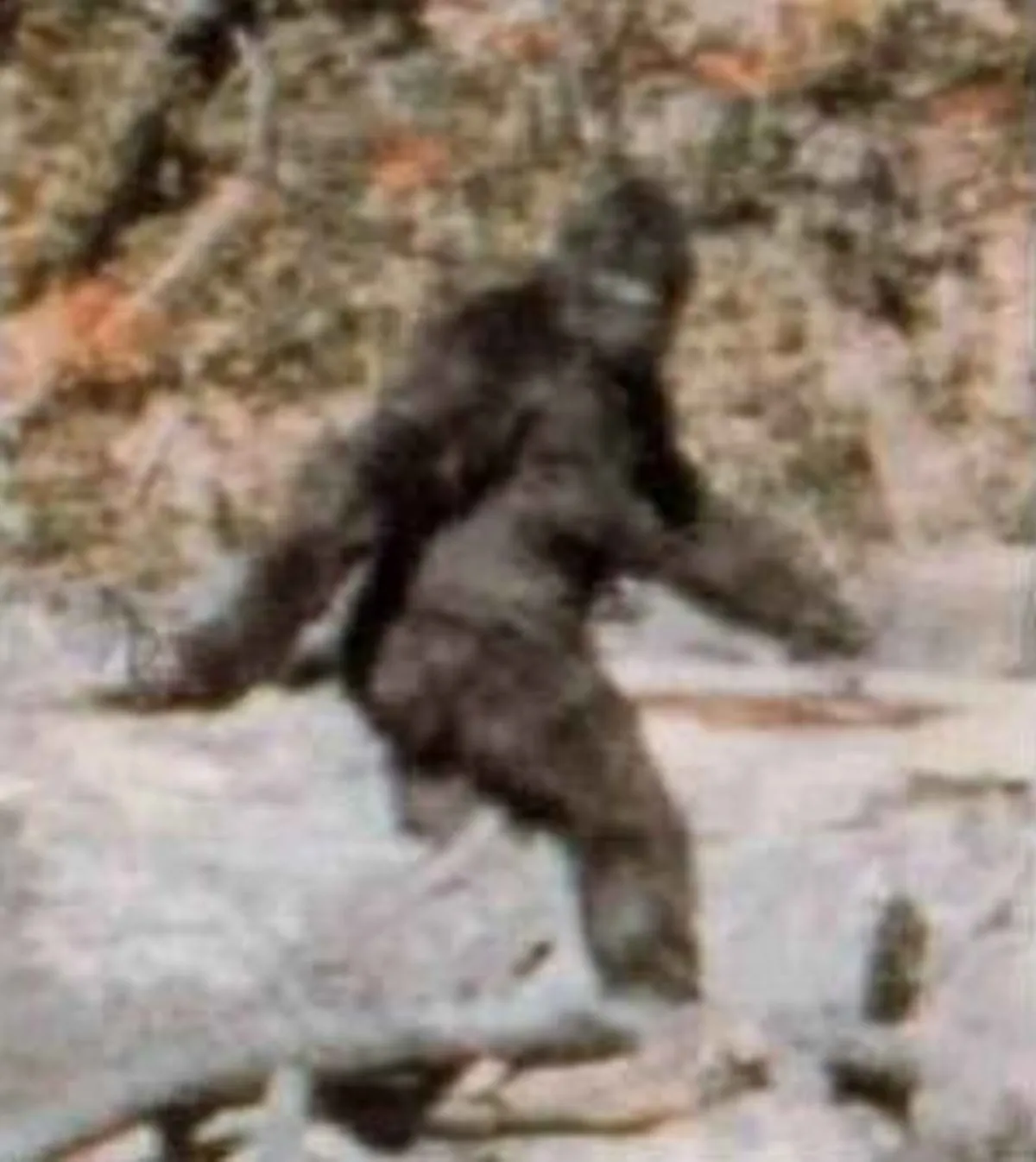 Study: More Photographs Of Bigfoot Than Of Hamas Fighters