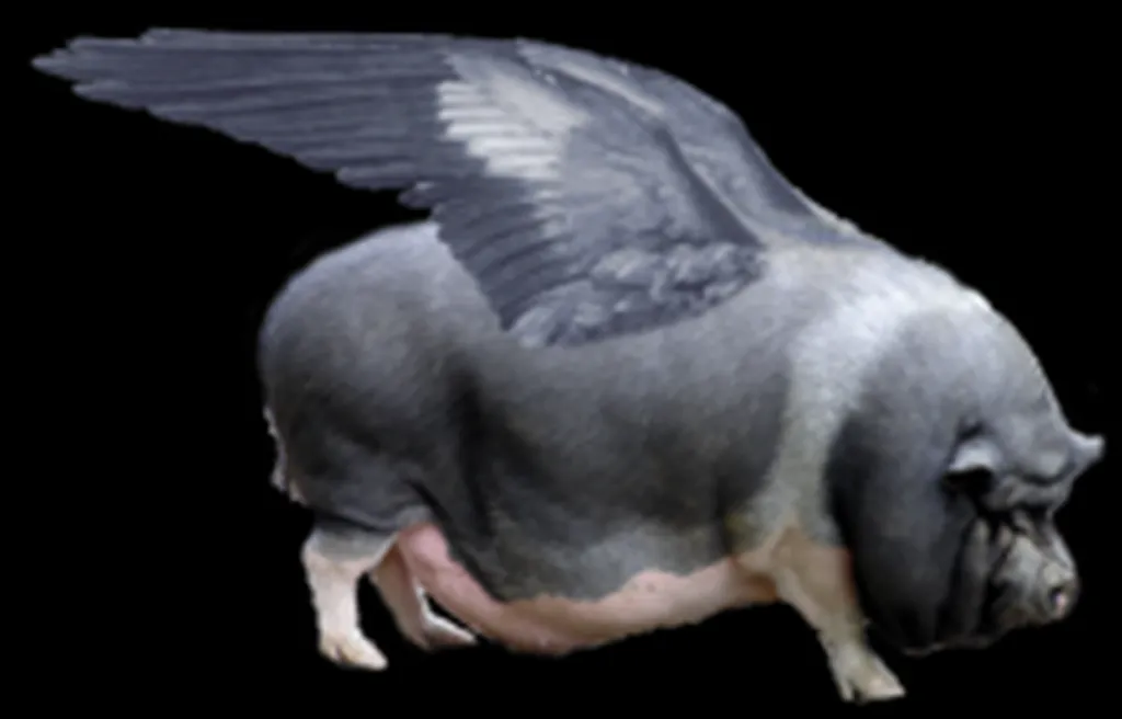 IDF Developing Flying Pigs To Better Destroy Palestinian Agriculture