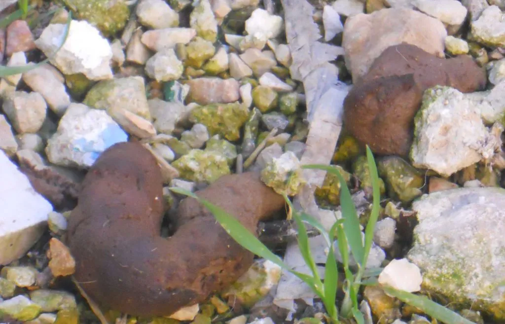 Jerusalem To Cut Out Middle Man, Make Sidewalks Of Dog Poop