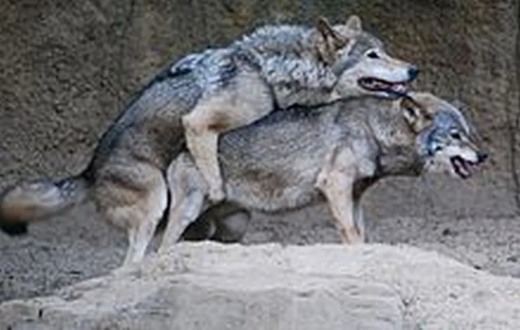 New Palestinian Dating Site For ‘Lone Wolves’