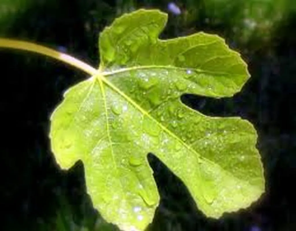 Fig Leaf Party Struggling To Convey Authenticity