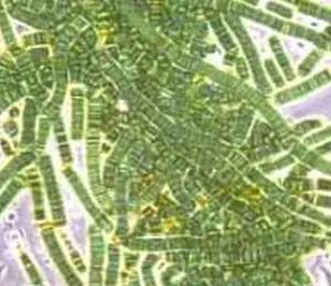 Bluegreen_algae