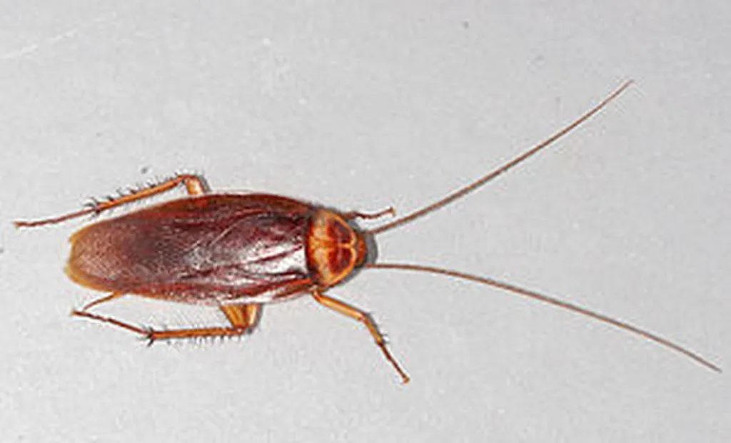 We Cockroaches Are All In Favor Of This Iran Deal