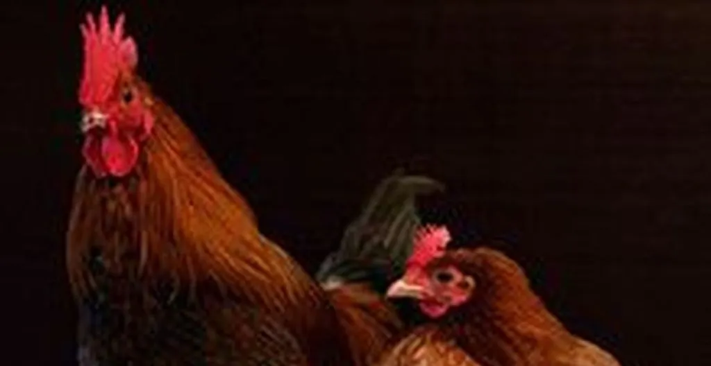 Obama Refuses To Pardon Kapparot Chickens