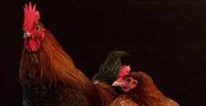 chicken