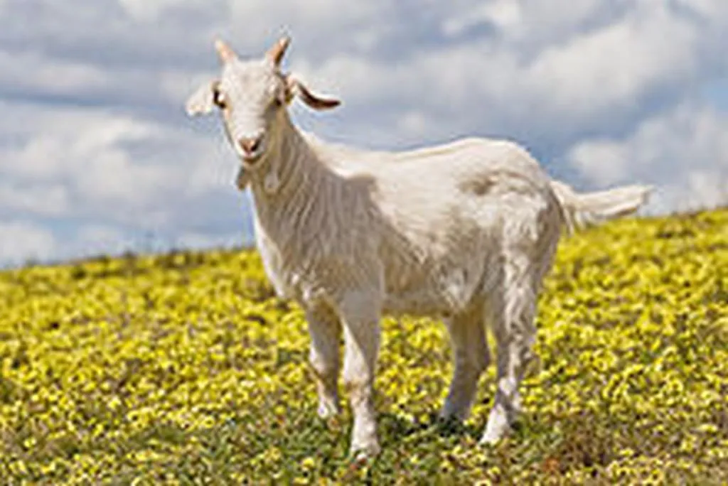 Sucker! That Other Goat Gets Slaughtered While I Take A Nice Walk