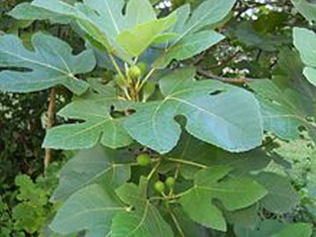 Palestine Agriculture Ministry Growing Bigger Fig Leaves To Justify Terror