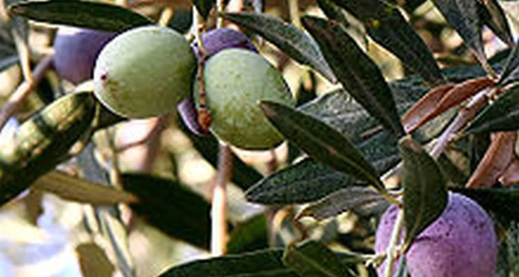 Study: Hanukkah Shows Jews Hate Olives, Proves They Felled Trees