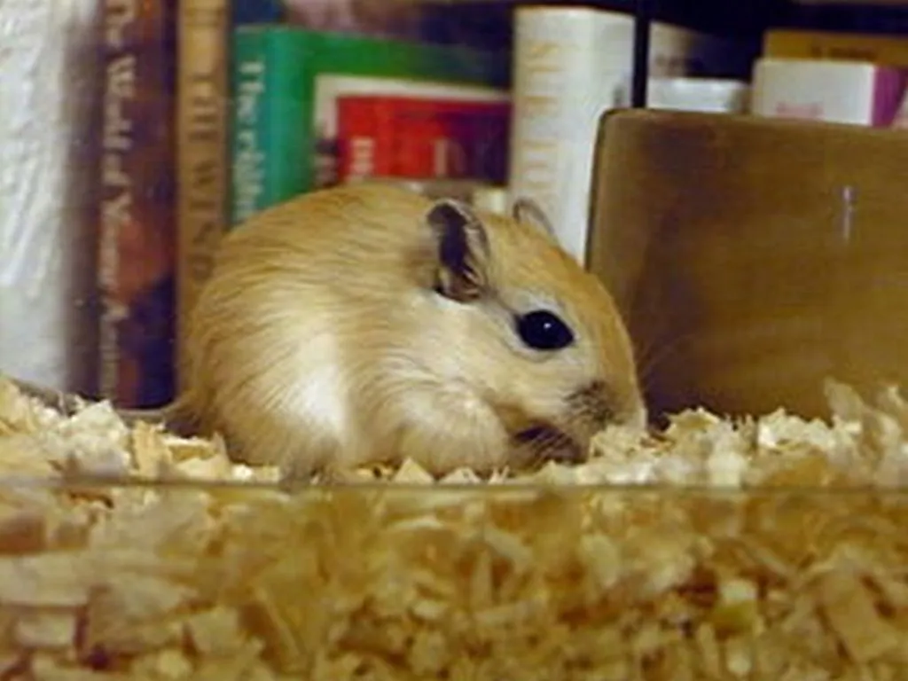 Gerbils Who Caused Black Death Hiding Out In Israel