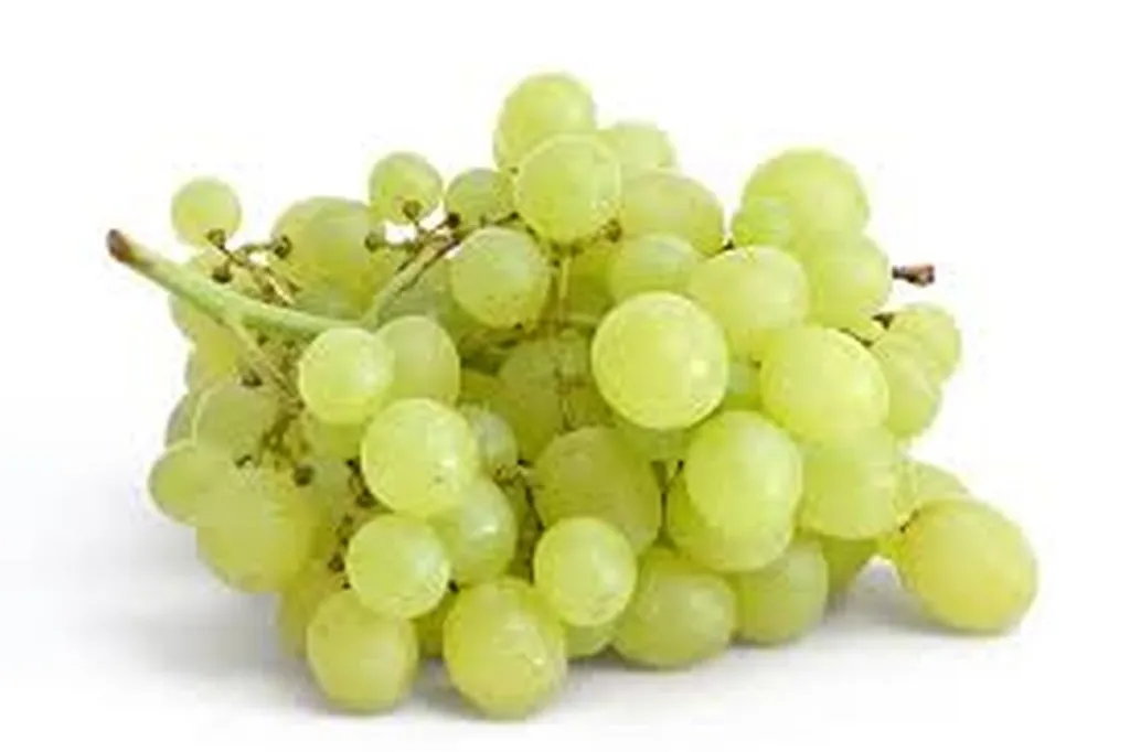 Islamic Martyrs Seem Disappointed With 72 White Grapes
