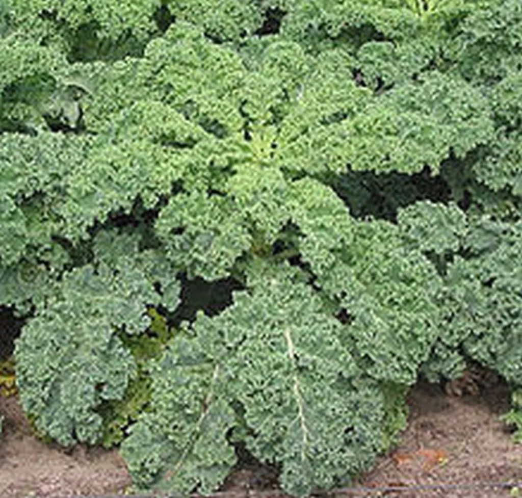 Brooklyn Co-Op To Aid Syrian People With Shipment Of Kale